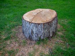 How Our Tree Care Process Works  in  Spring Hill, TN