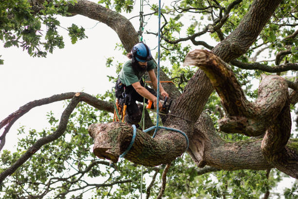 Best Hazardous Tree Removal  in Spring Hill, TN