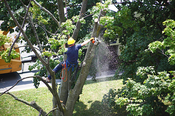 Best Stump Grinding and Removal  in Spring Hill, TN