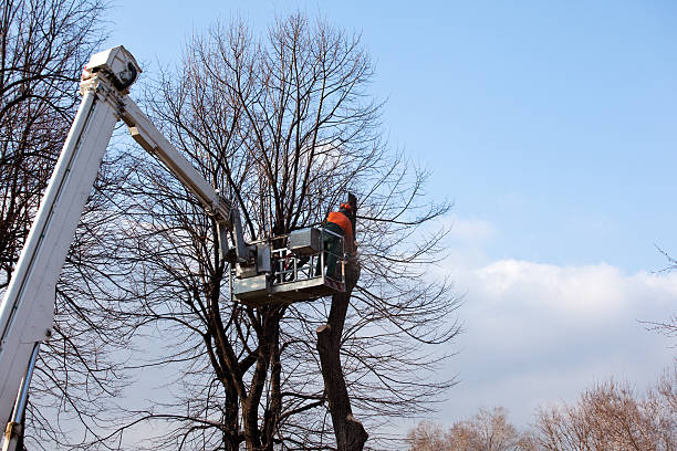 Trusted Spring Hill, TN Tree Care Experts
